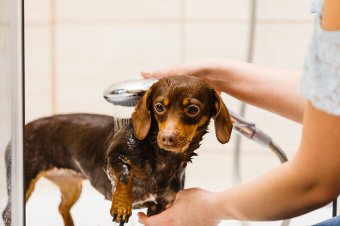 Person washing a dog with a handheld shower during bath time, symbolizing the Lifeanalytics blog article on Pet Care Products, regulatory challenges, and testing management for the market by the Cosmetic & Medical Device Business Unit.
