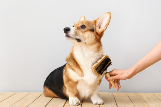Dog sitting while being brushed with a grooming brush, symbolizing the blog article on Pet Care Products, regulatory challenges, and testing management for the market by the Cosmetic & Medical Device Business Unit at Lifeanalytics.